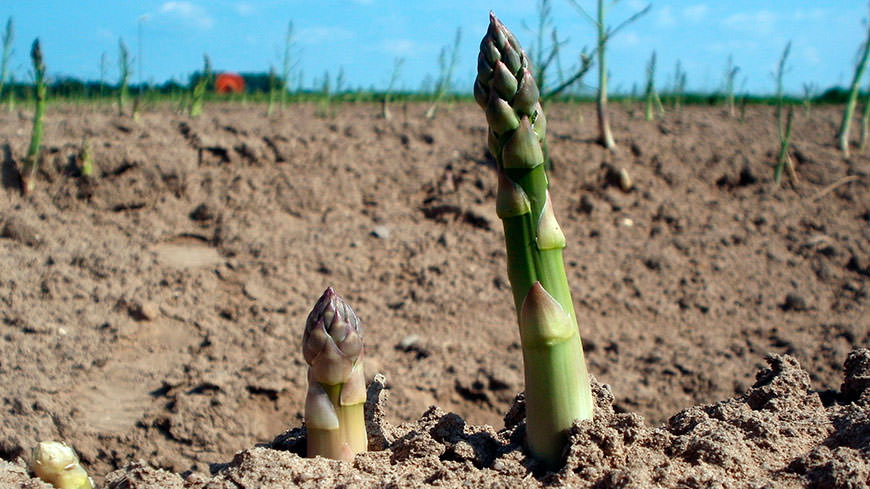 La Cooperativa Servizi Mezzano assiste gli associati che coltivano asparago per la parte agronomica dall'impianto alla raccolta.