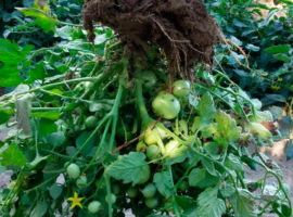 Pianta di pomodoro a 30 giorni dalla raccolta